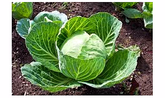CABBAGE