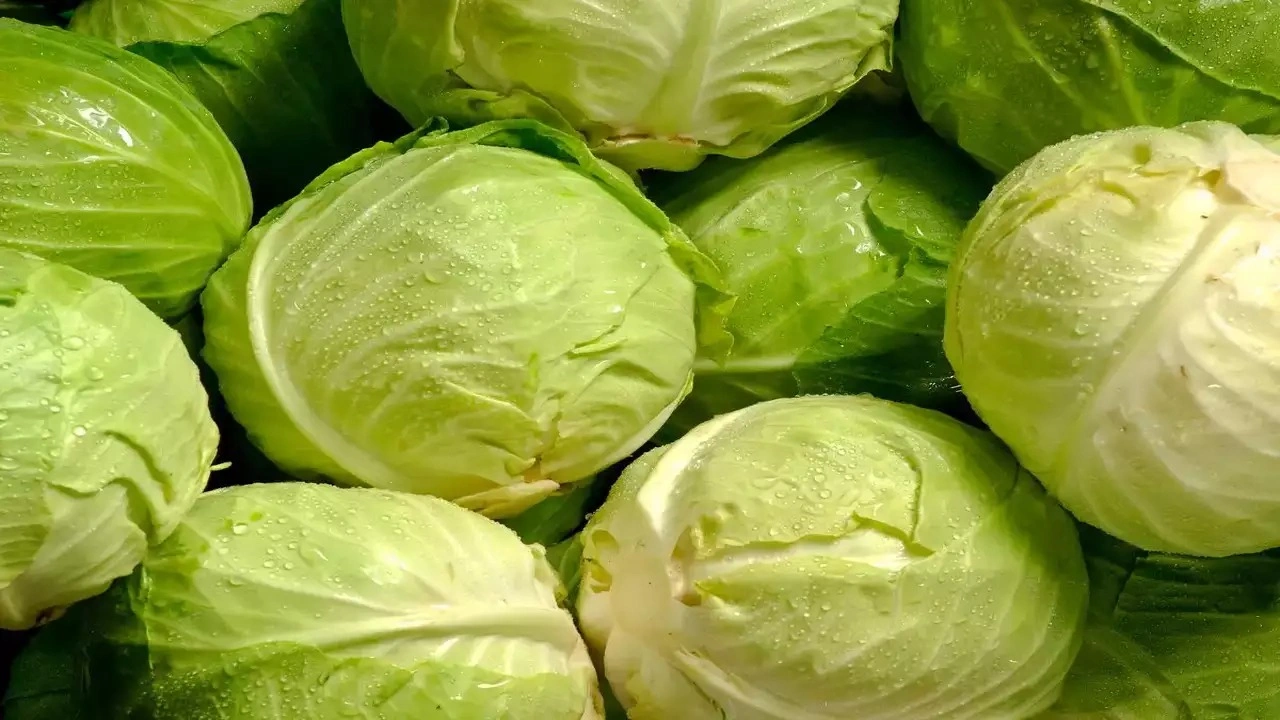 CABBAGE-1