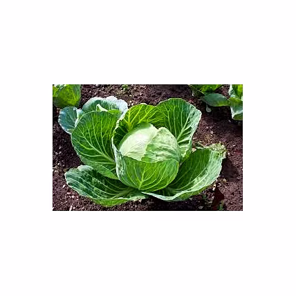 CABBAGE-2