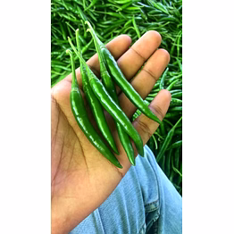 green chilli