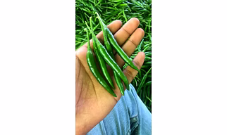 GREEN CHILLI