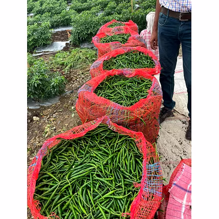 GREEN CHILLI-2