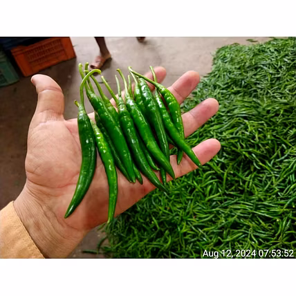 GREEN CHILLI-3
