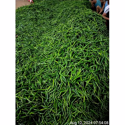 GREEN CHILLI-4