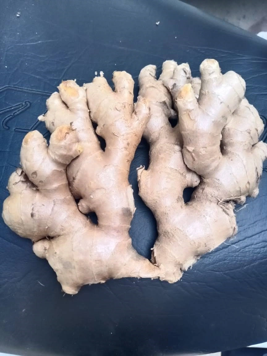 Fresh Ginger-12646609