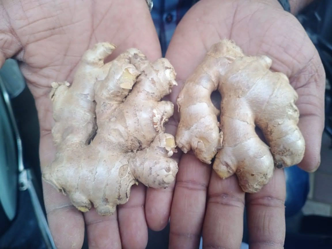 Fresh Ginger-1