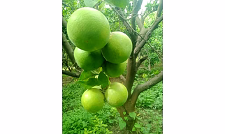 FRESH MOSAMBI