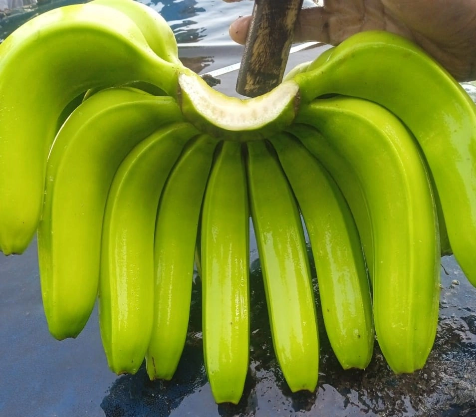 Fresh BANANA-12645887