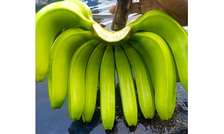Fresh BANANA