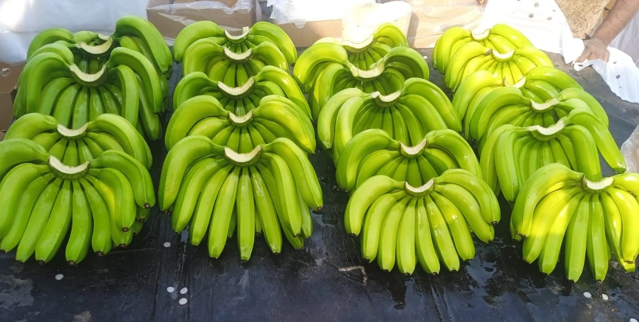 Fresh BANANA-1