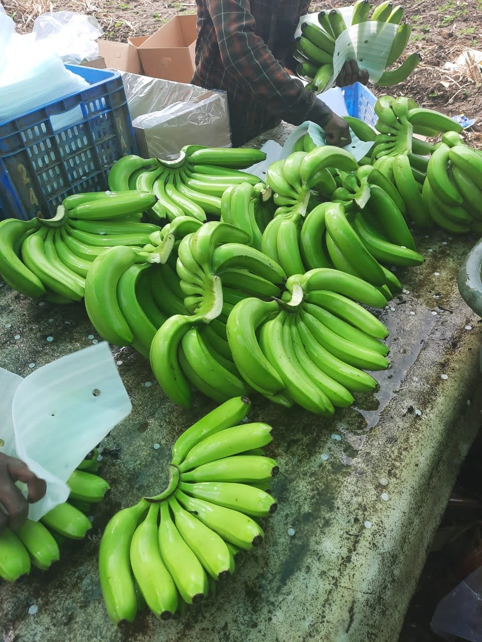 Fresh BANANA-3