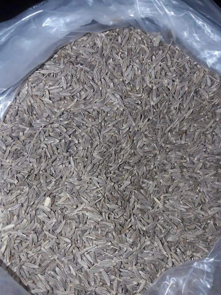 Cumin Seeds-2