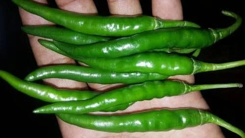 Green Chilli