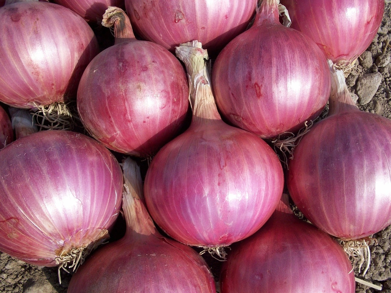 Onion-2