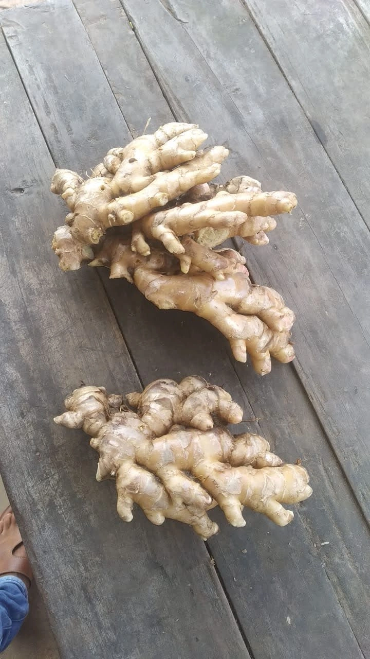 Ginger Export