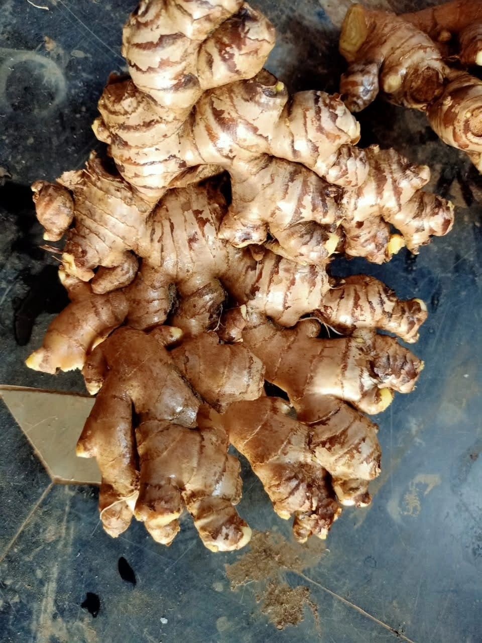 Indian Ginger