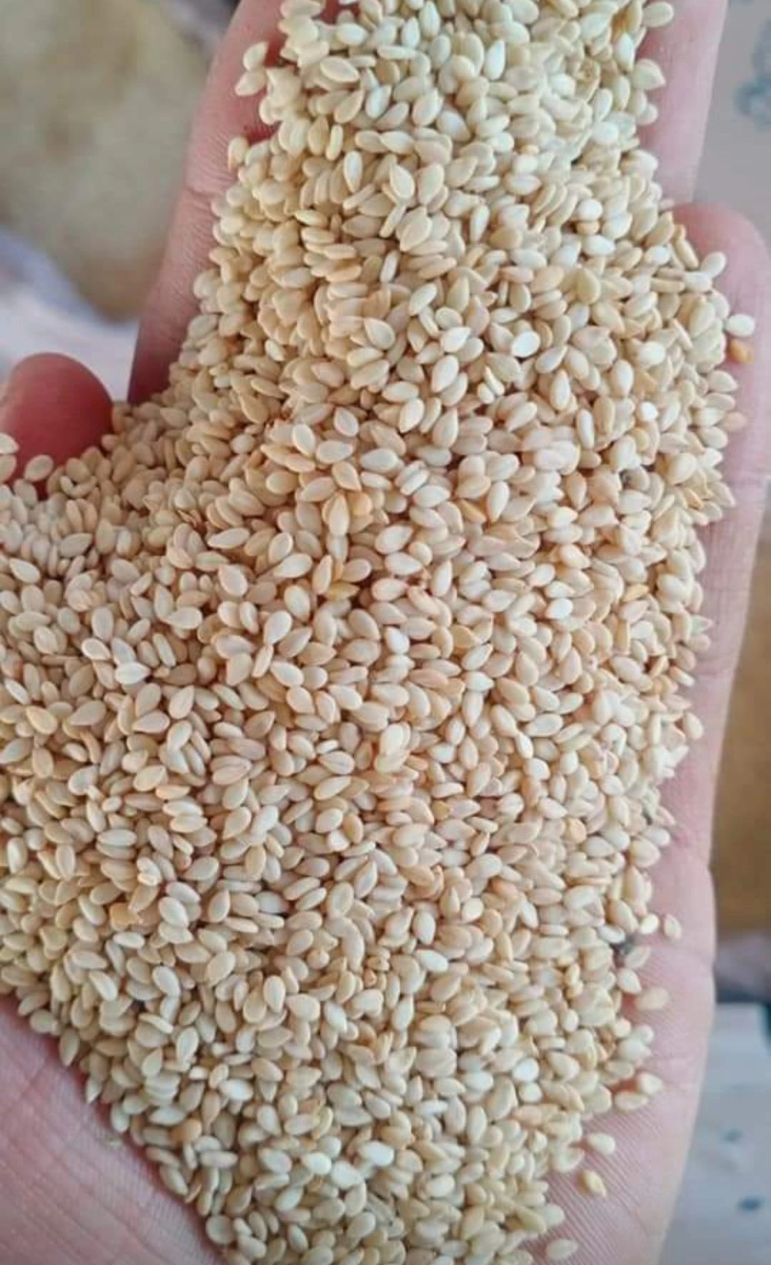 Sesame Seeds-3