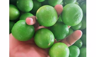 Lemon