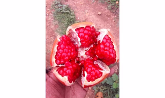 Pomegranate