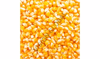 Maize
