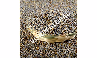 Pearl Millet - BAJRA