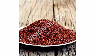 Finger Millet - RAGI