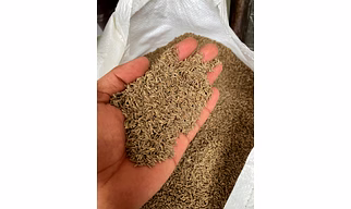 Cumin seeds