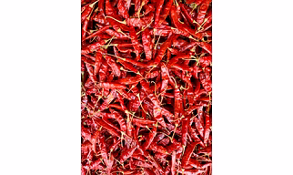 Dried red chilli & Powder