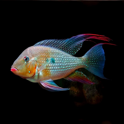 Threadfin Acara (Acarichthys heckelii)-ThreadfinAcara