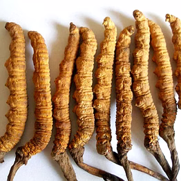 cordyceps