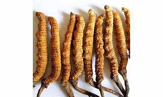 cordyceps