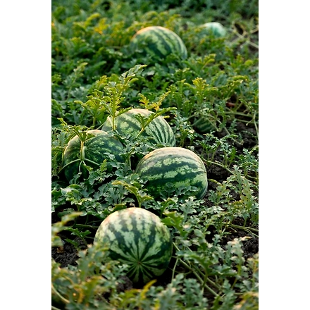 Watermelon-12605832