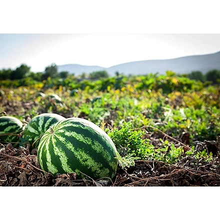 Watermelon-1