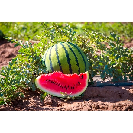Watermelon-3