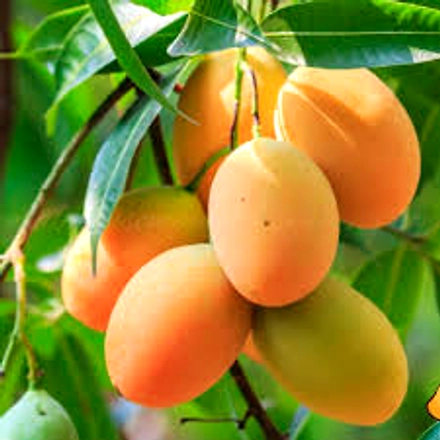Alphanso Mango-1