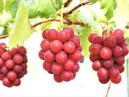 Ruby Roman Grapes-2