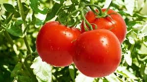 Tomato-12617682