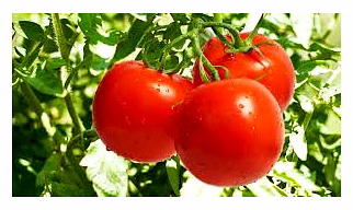 Tomato