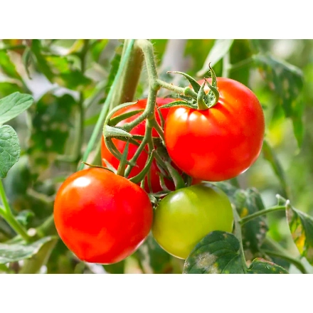 Tomato-3