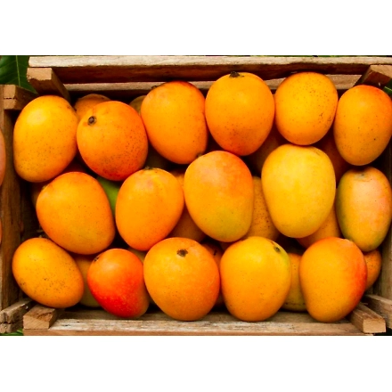 Alphanso Mango-2