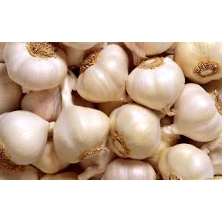 Garlic-12618708
