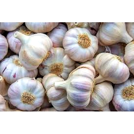 Garlic-2