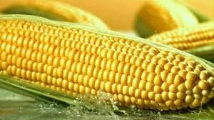 Sweetcorn-12618706