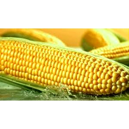 Sweetcorn-12618706