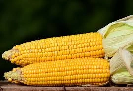 Sweetcorn-2