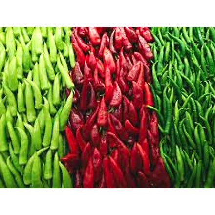 Chilli-1