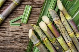 Sugarcane-12618690