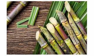 Sugarcane