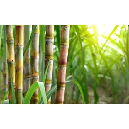 Sugarcane-1