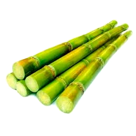 Sugarcane-2